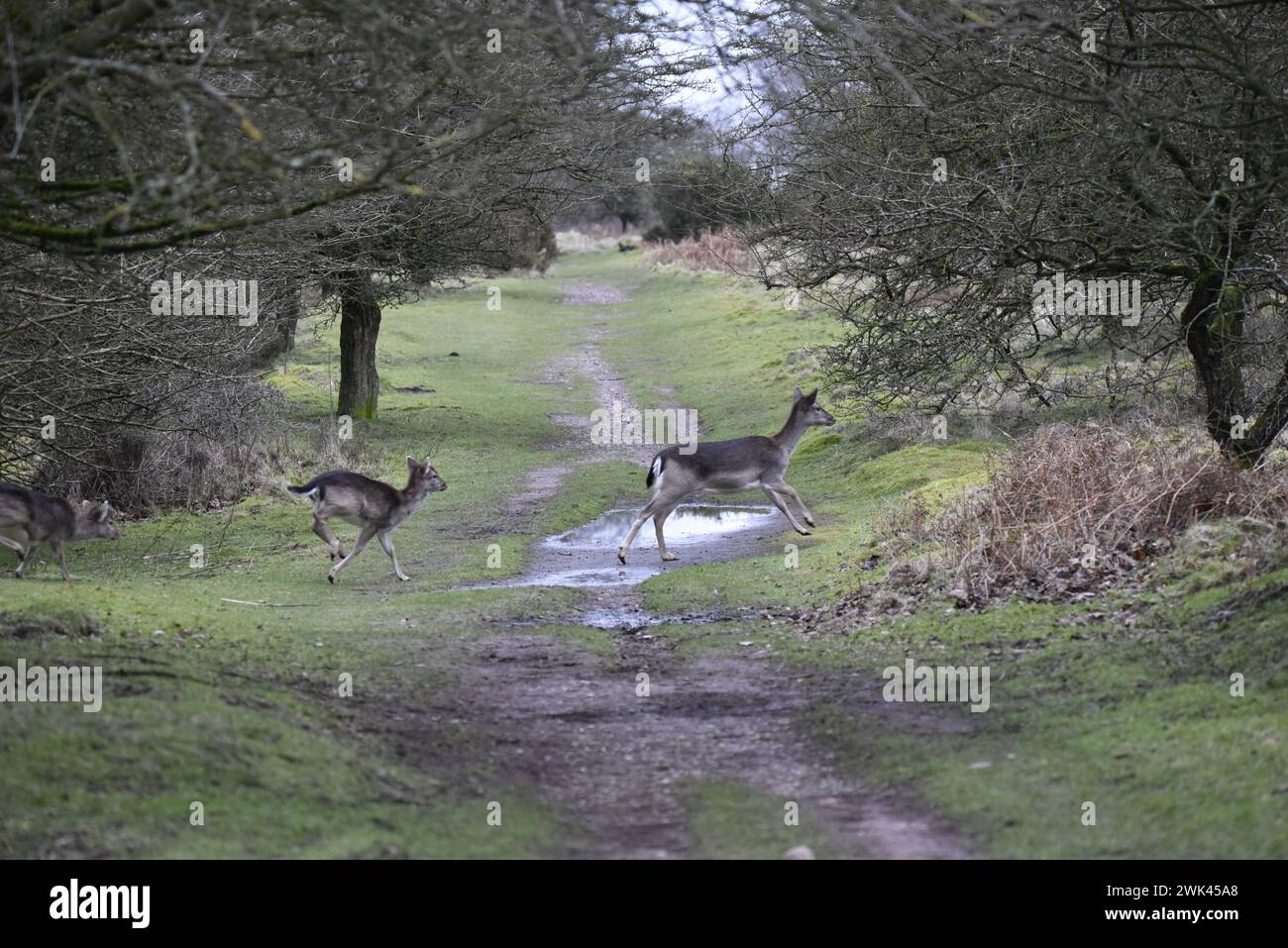 Running Doe Fallow Deer with Fawns in Tow (Dama dama) scattato in un raddrizzamento forestale nel Regno Unito a febbraio Foto Stock