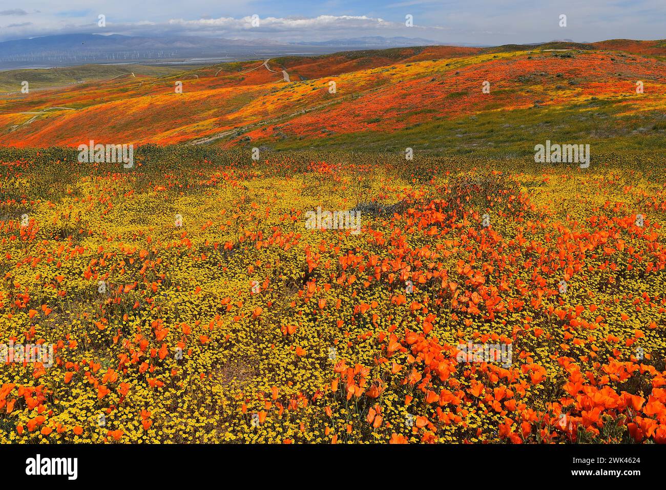 Antelope Valley California Poppy e Goldfields Superbloom 2019 Foto Stock