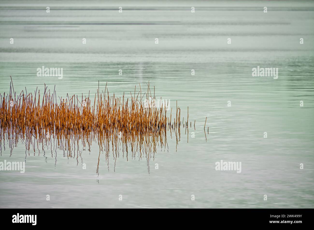 Branchi di canne secche al centro del lago con specchi Foto Stock