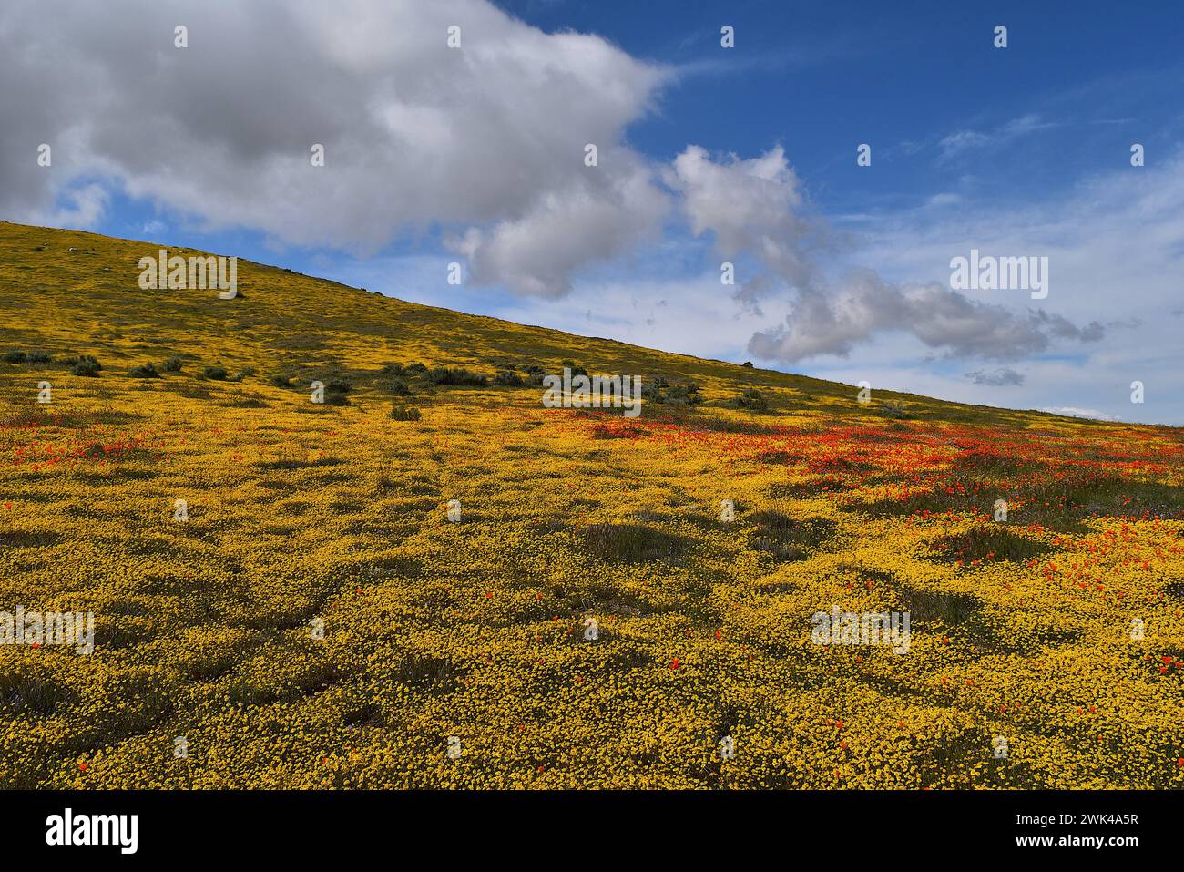 Antelope Valley California Poppy e Goldfields Superbloom 2019 Foto Stock