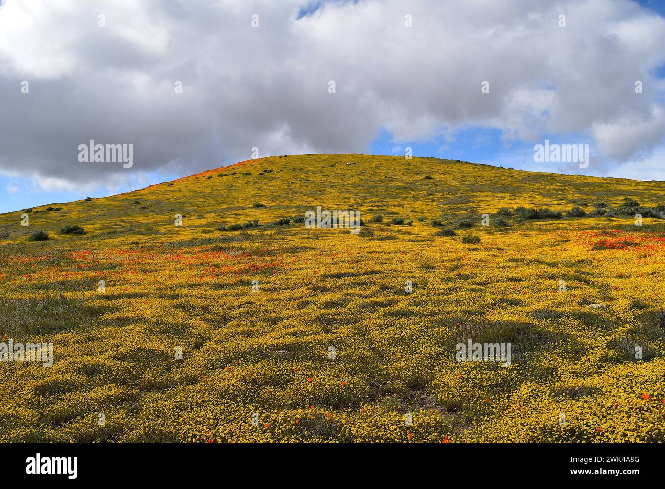 Antelope Valley California Poppy e Goldfields Superbloom 2019 Foto Stock