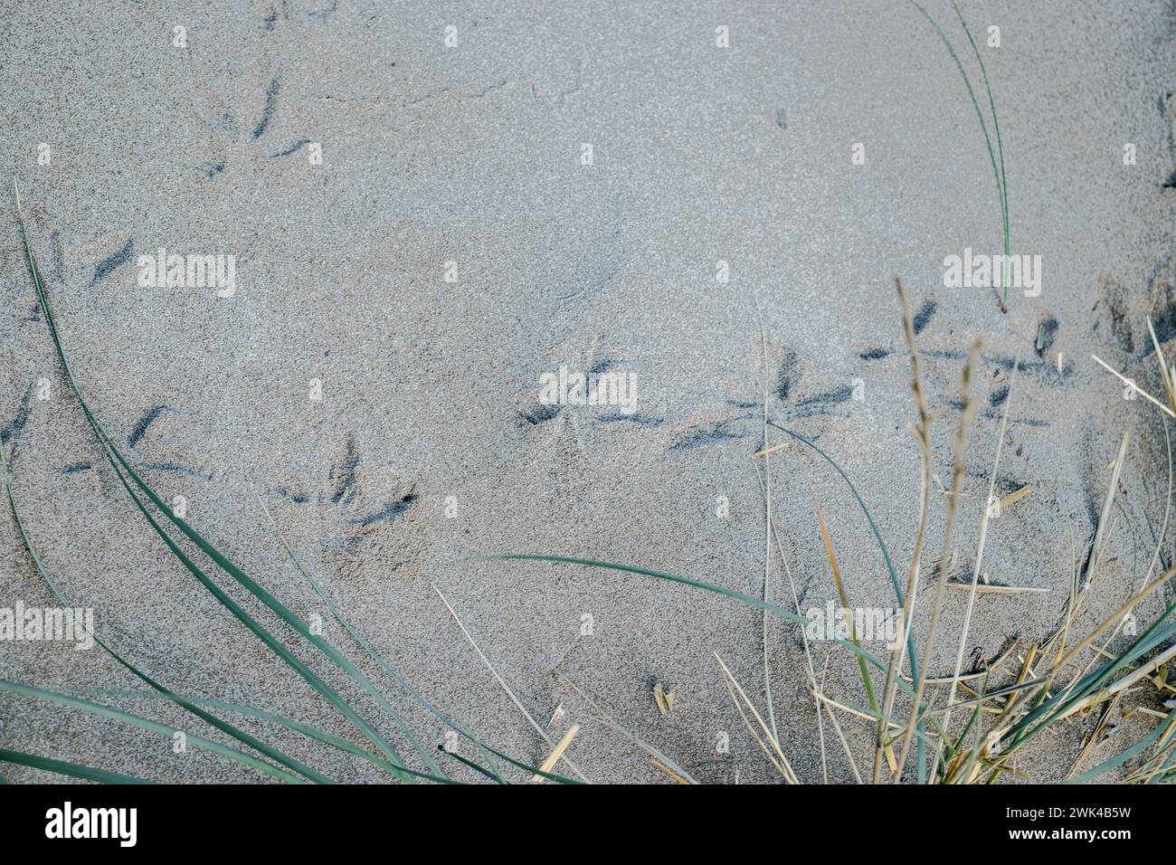 Impronte sulla spiaggia di sabbia, foto dei piedi degli uccelli. Il gabbiano stampa su sabbia gialla granulosa della spiaggia in Catalogna. La vista dall'alto, le piante del mare. Alto Foto Stock