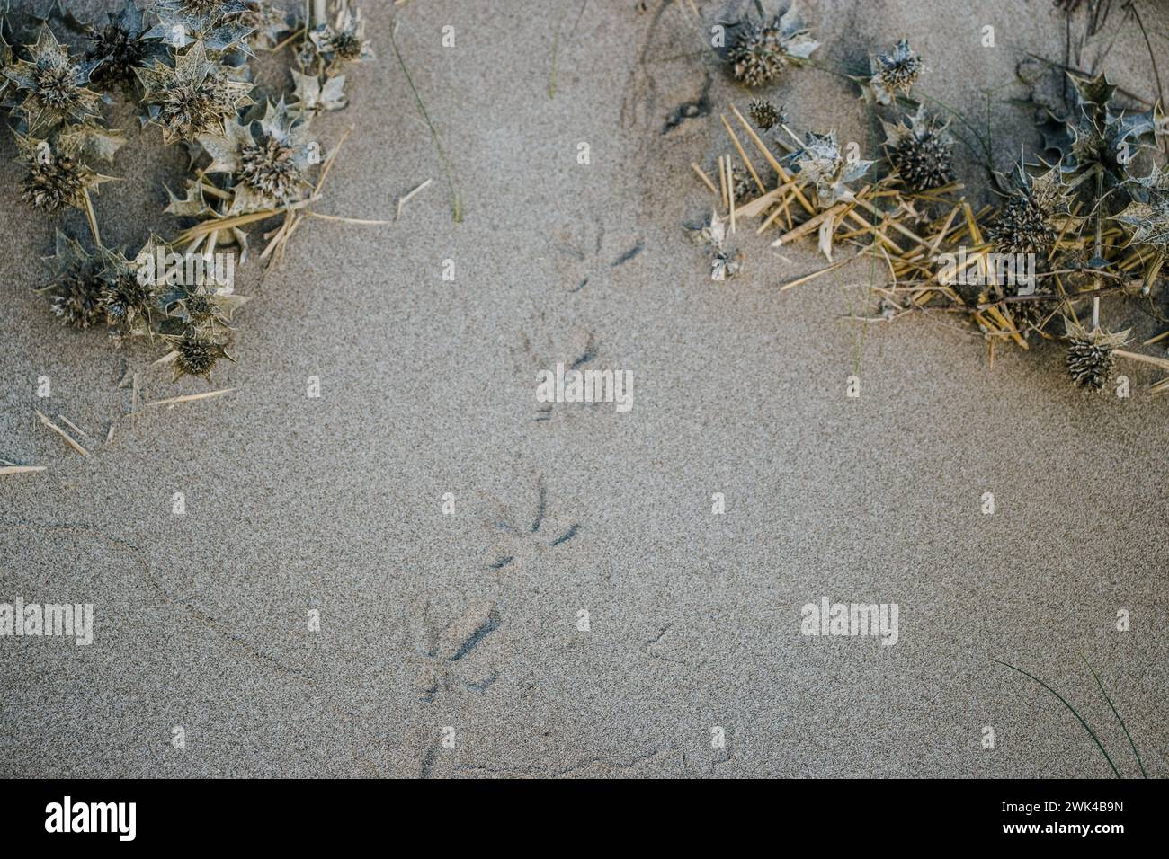 Diverse impronte in rilievo di zampe di uccelli marini foto. Il gabbiano stampa su sabbia gialla granulosa della spiaggia in Catalogna. La vista dall'alto, le piante del mare Foto Stock