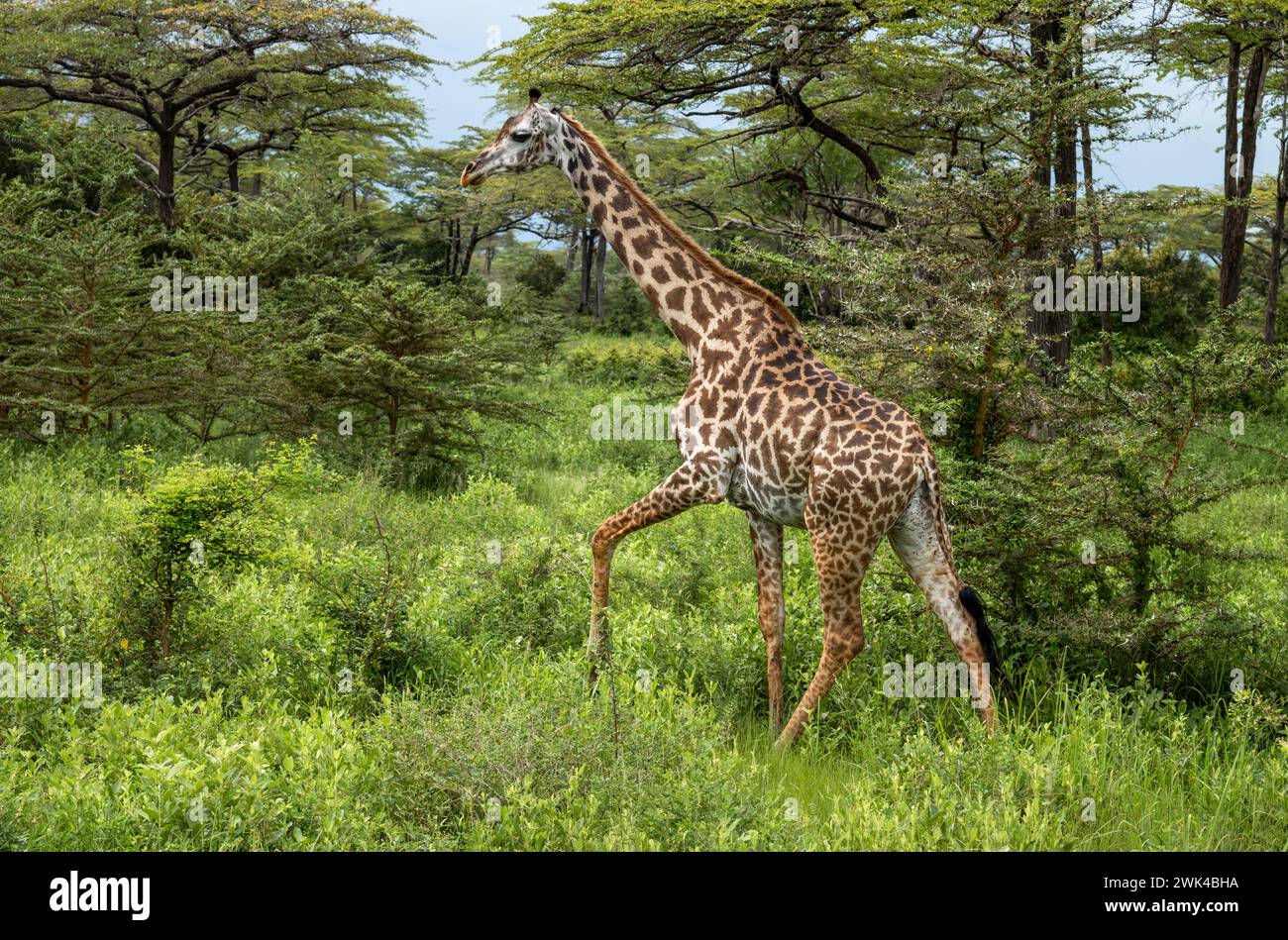 Una giraffa Masai femmina nel Parco Nazionale di Nyerere (Selous Game Reserve) nel sud della Tanzania. La giraffa Masai è elencata come minacciata dalla IUCN. Foto Stock
