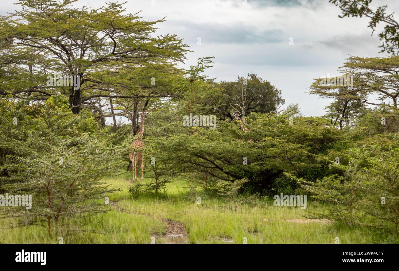 Una giraffa Masai femmina mangia foglie di acacia nel Parco Nazionale Nyerere (riserva di selvaggina Selous) nel sud della Tanzania. La giraffa Masai è elencata come in pericolo Foto Stock