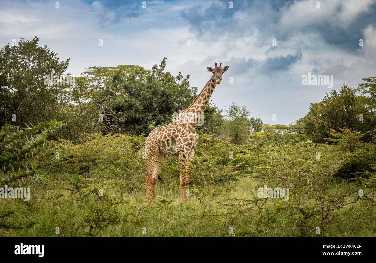 Una giraffa Masai femmina nel Parco Nazionale di Nyerere (Selous Game Reserve) nel sud della Tanzania. La giraffa Masai è elencata come minacciata dalla IUCN. Foto Stock