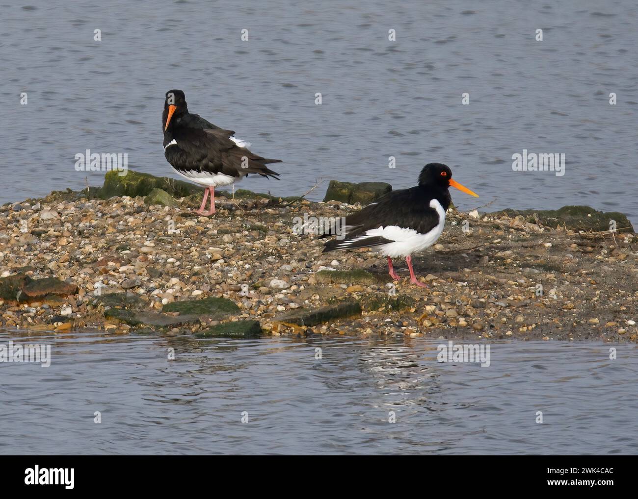 Oystercatchers (Haematopus ostralegus) su due-Tree Island, Leigh-on-Sea, Essex Foto Stock