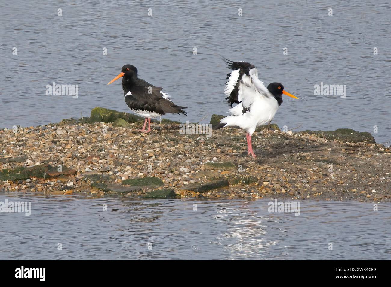 Due Oystercatcher (Haematopus ostralegus) a Two-Tree Island, Leigh-on-Sea, Essex Foto Stock