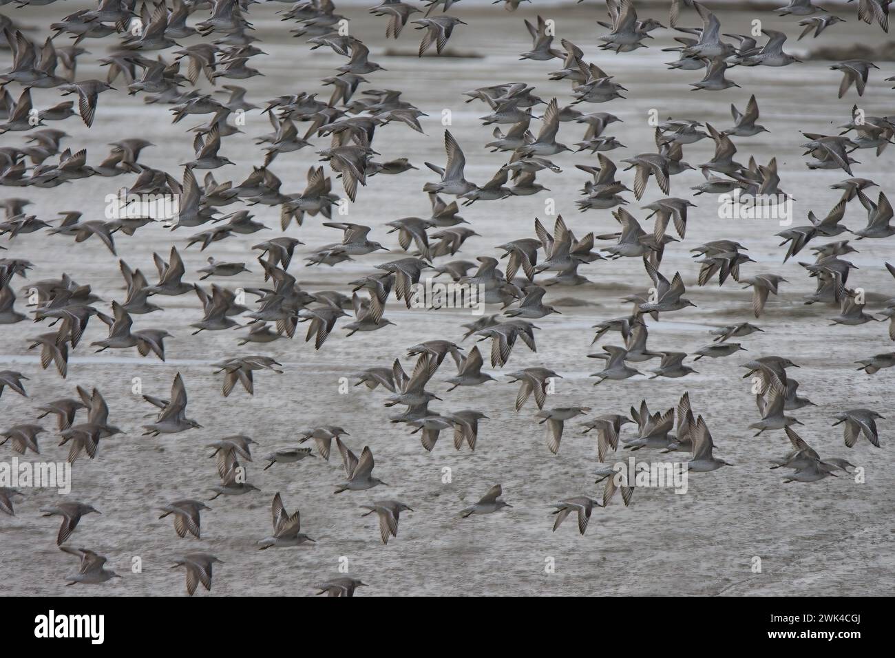 Red Knots (Calidris canutus) in volo su Two-Tree Island, Leigh-on-Sea, Essex Foto Stock