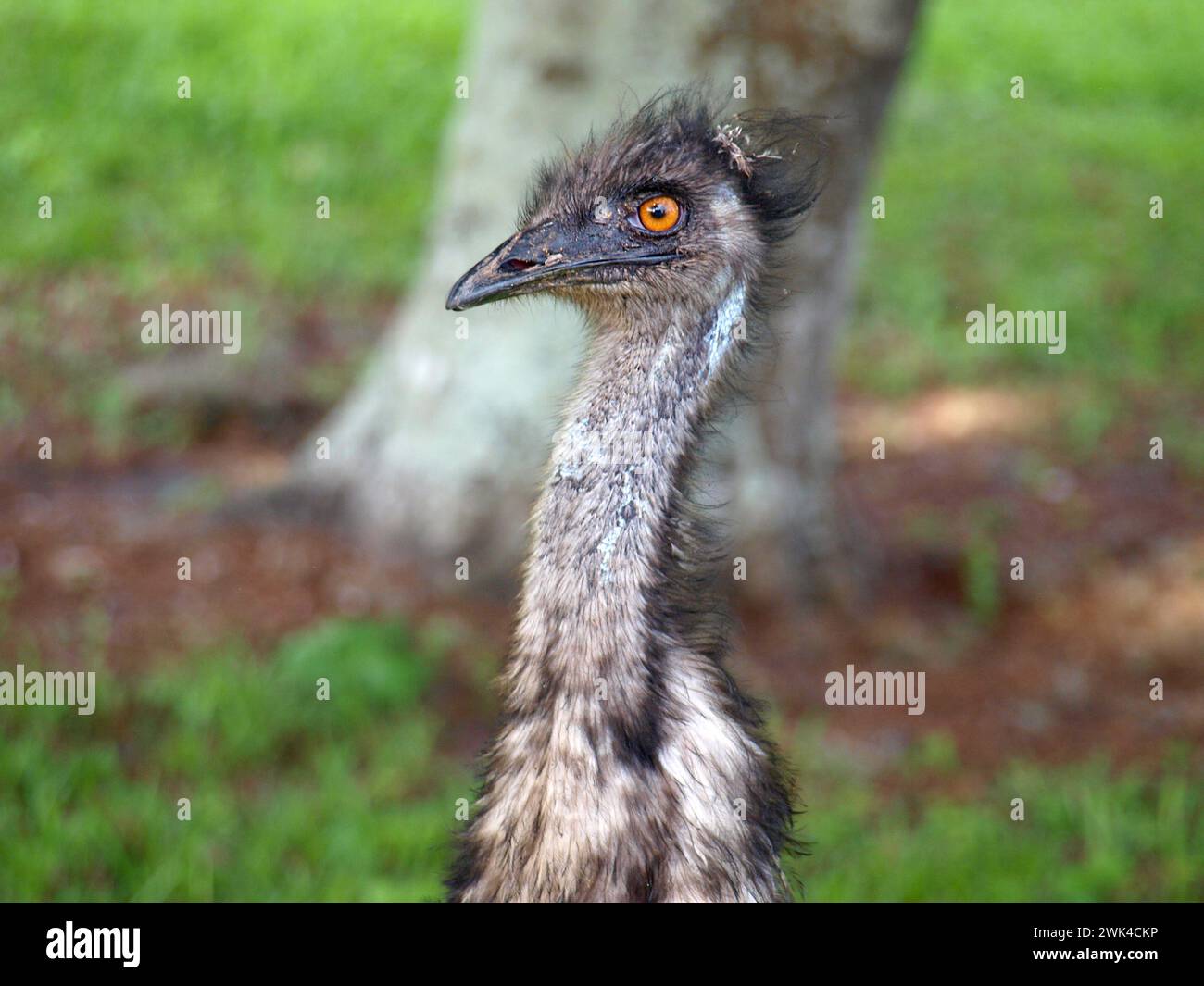 Primo piano di un'uem in una fattoria della Florida. Foto Stock