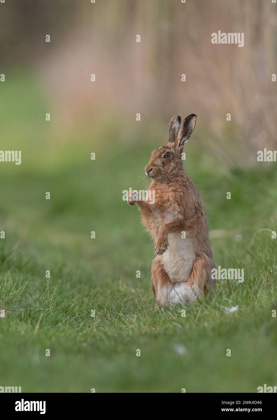Una lepre bruna ( Lepus europaeus) in piedi sulle zampe posteriori su un margine di erba contadina, che sbatte la rugiada dalle zampe. Suffolk, Regno Unito Foto Stock