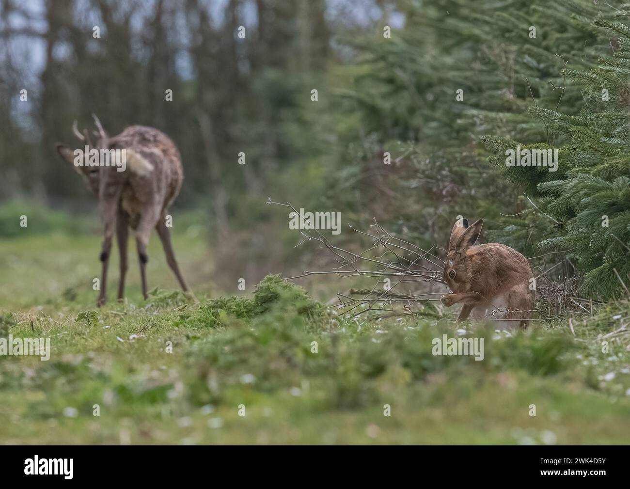 The Grooming session, una lepre bruna selvaggia (Lepus europaeus) con un cervo in sottofondo. Due specie di mammiferi autoctoni insieme. Suffolk, Regno Unito. Foto Stock