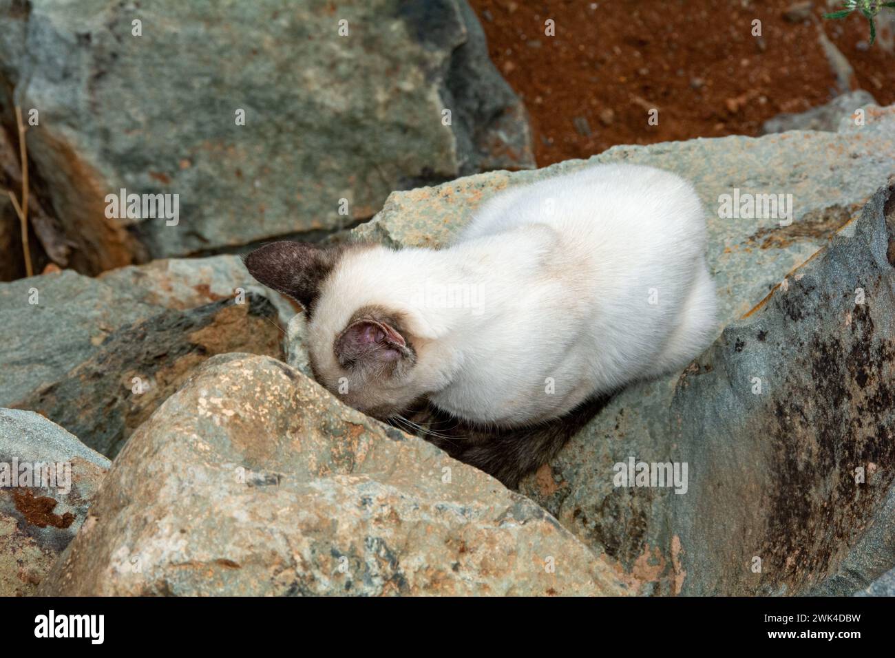 Un gatto di strada bianco su rocce, sull'isola Canaria di Gran Canaria in Spagna Foto Stock
