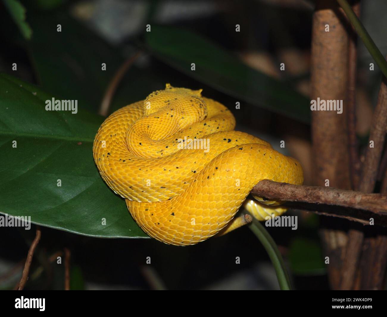 Eyelash pit viper (Bothriechis schlegelii) su un ramo. Questo serpente arboreo è originario dell'America centrale e meridionale. Foto Stock