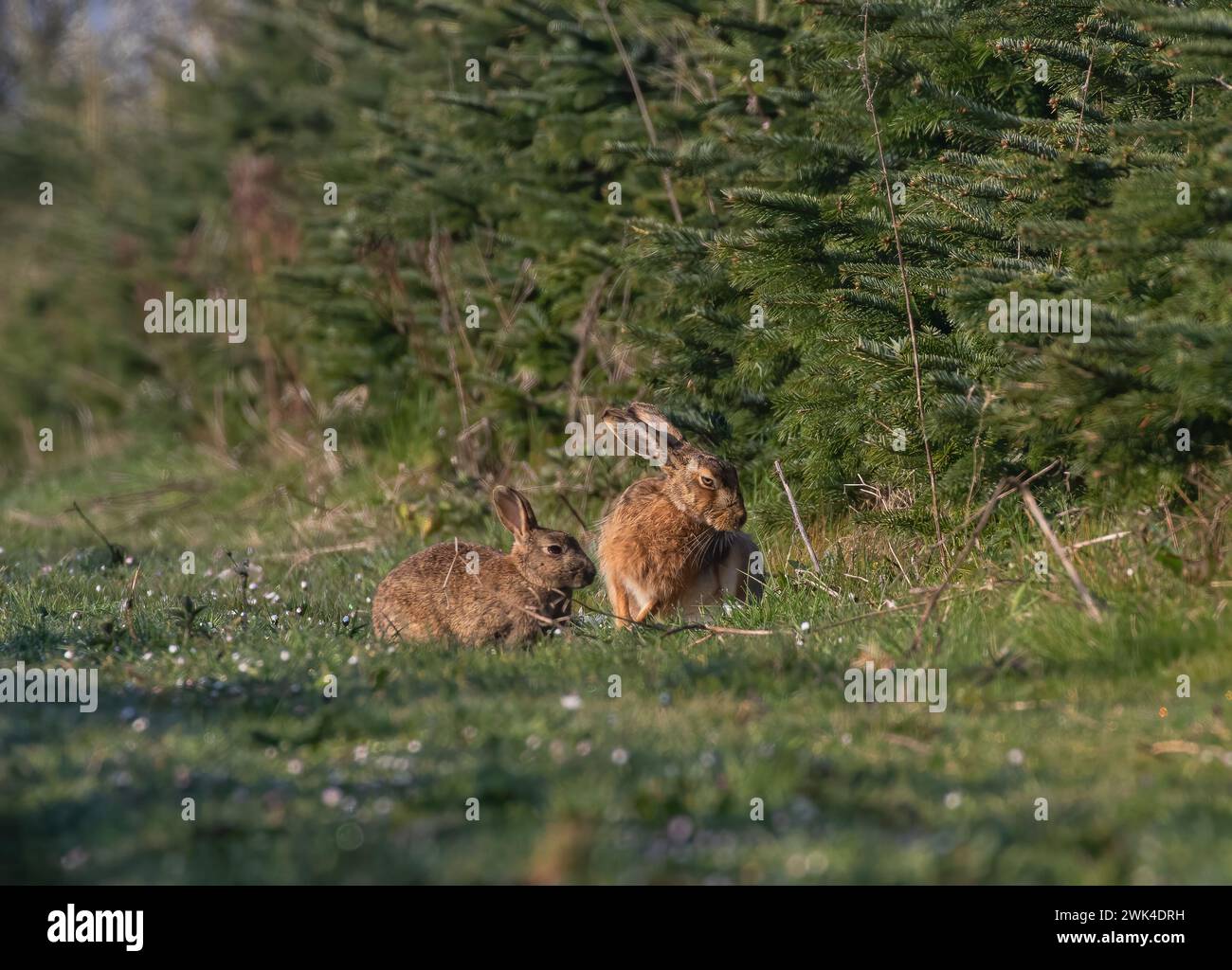 Riuscite a capire la differenza tra una lepre e un coniglio? Ecco un'immagine di entrambe le specie insieme per il confronto. Una scena country. Suffolk, Regno Unito Foto Stock