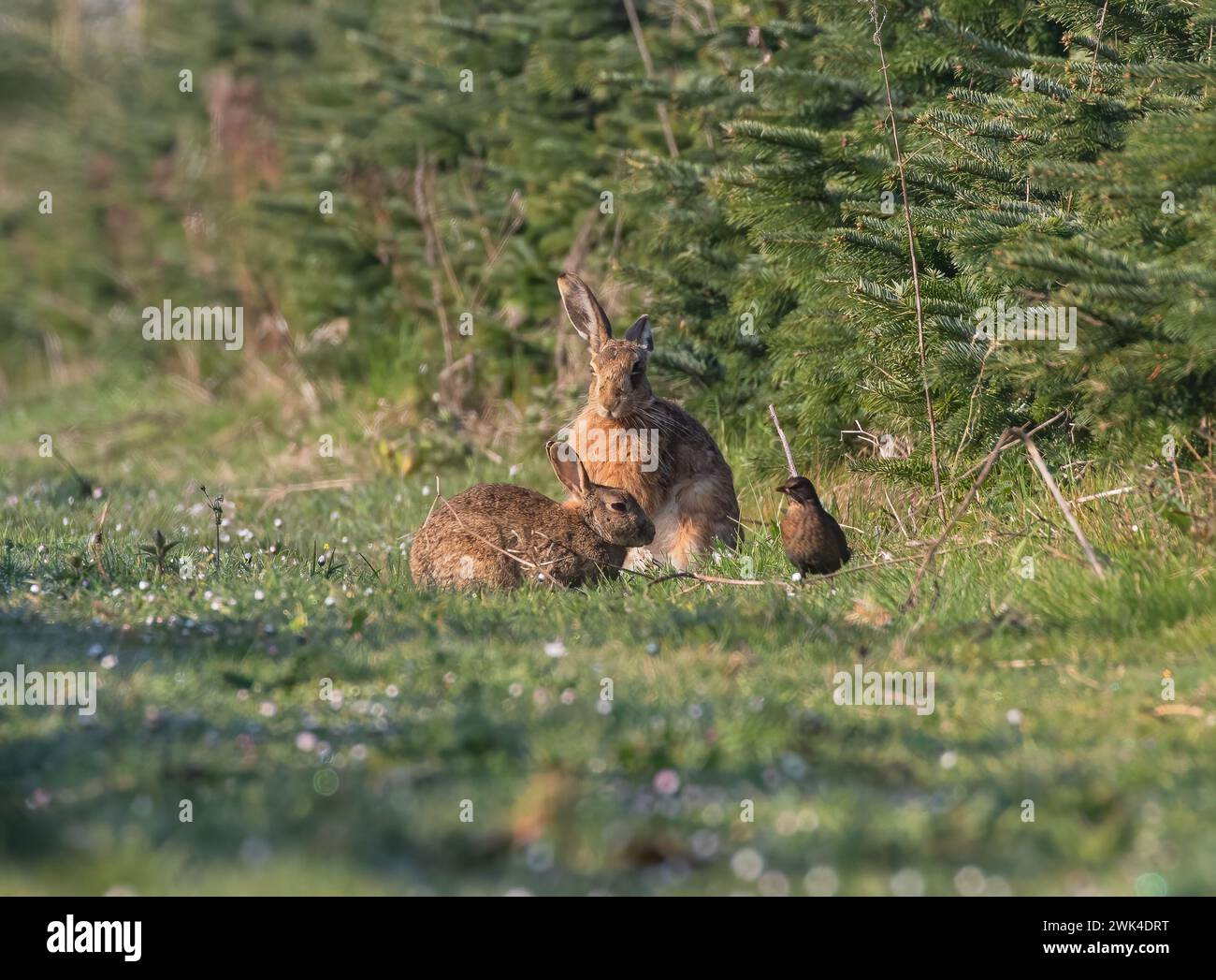 Riesci a capire la differenza tra una lepre e un coniglio?Ecco un'immagine di entrambe le specie insieme a un uccello nero per il confronto. Suffolk, Regno Unito Foto Stock