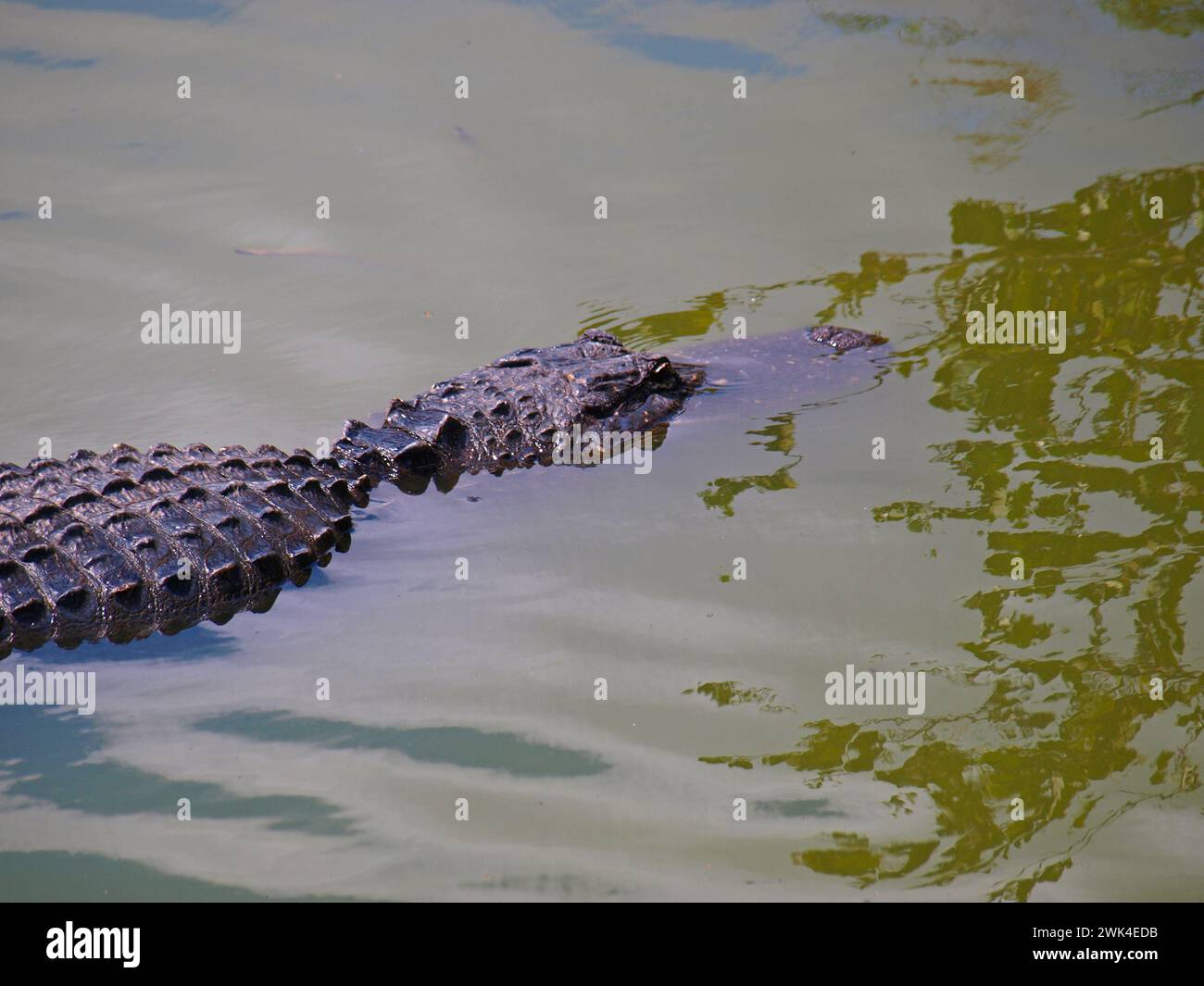 Alligatore che nuota nelle Everglades. Foto Stock