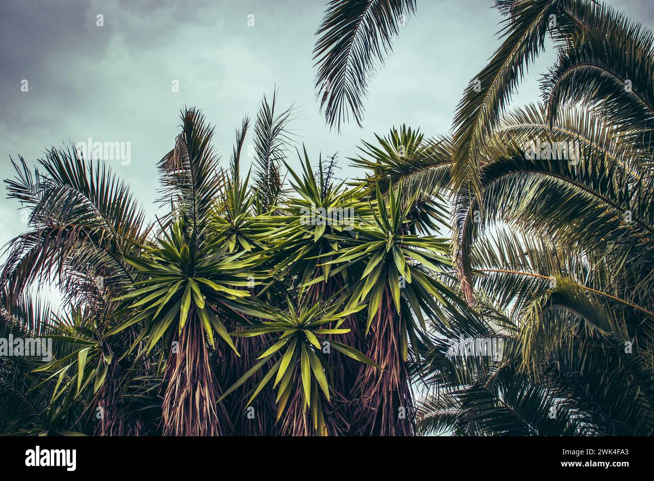 Palma tropicale con cielo blu e foto di concetto nuvola. Vacanze estive e avventure nella natura. Scena di strada. Immagini di alta qualità per sfondi Foto Stock