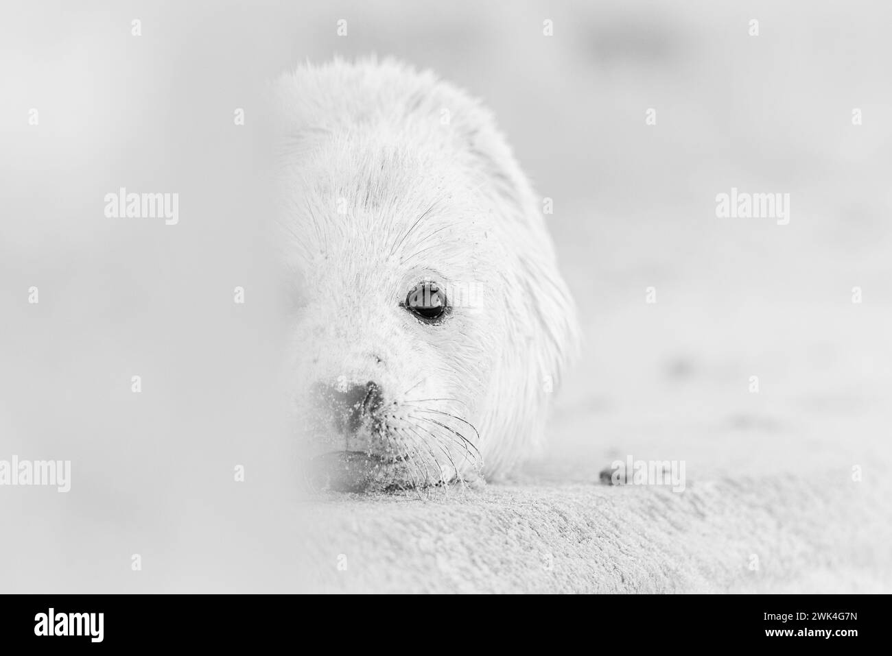 Grazioso cucciolo di Grey Seal su una spiaggia di Norfolk, Regno Unito. Foto Stock