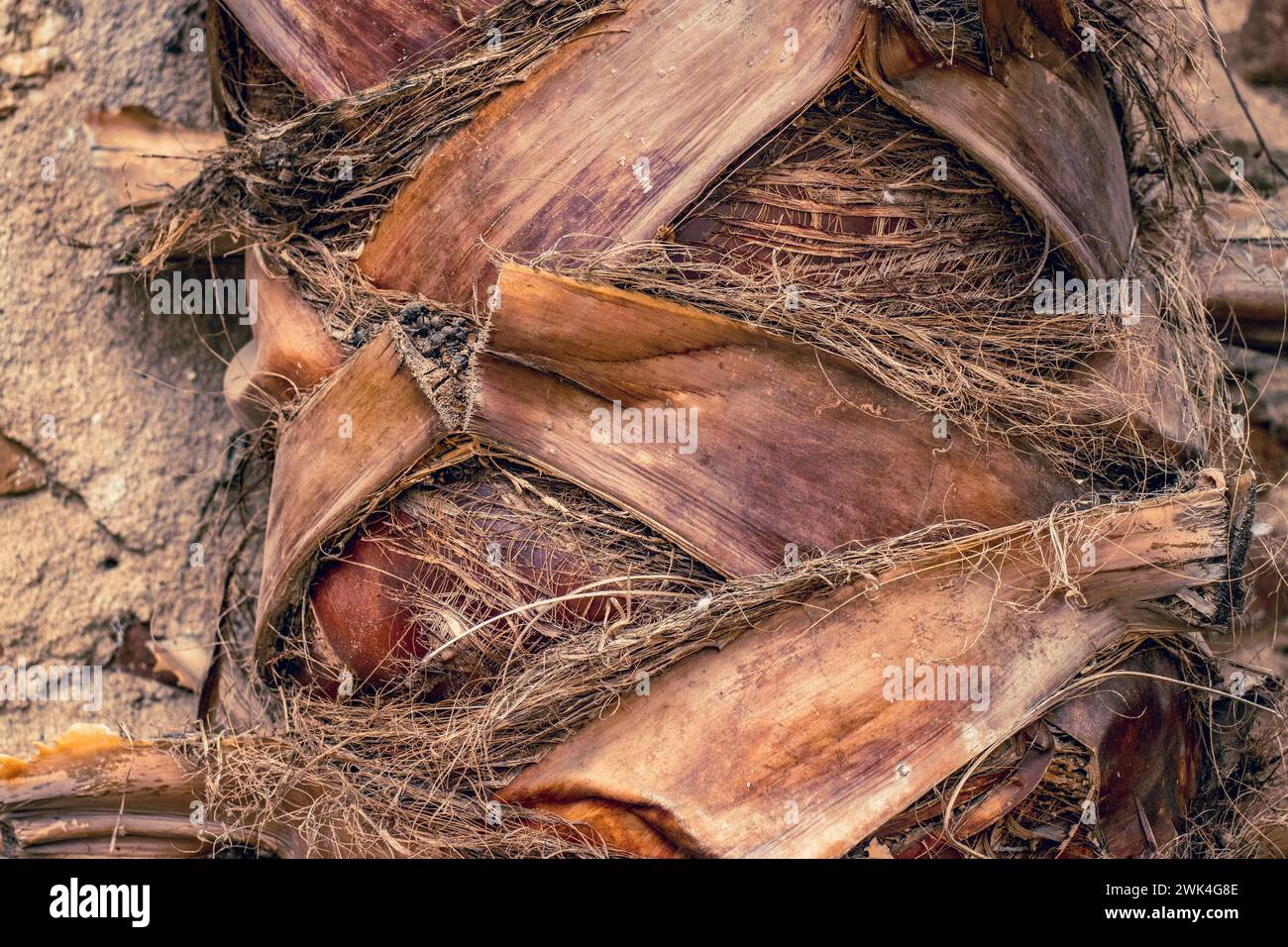 Schema di sfondo dettagliato del tronco di palma. Consistenza tronco di palma. Corteccia crepata di vecchia palma tropicale. Dettaglio tronco superiore del backgrou di palma Foto Stock