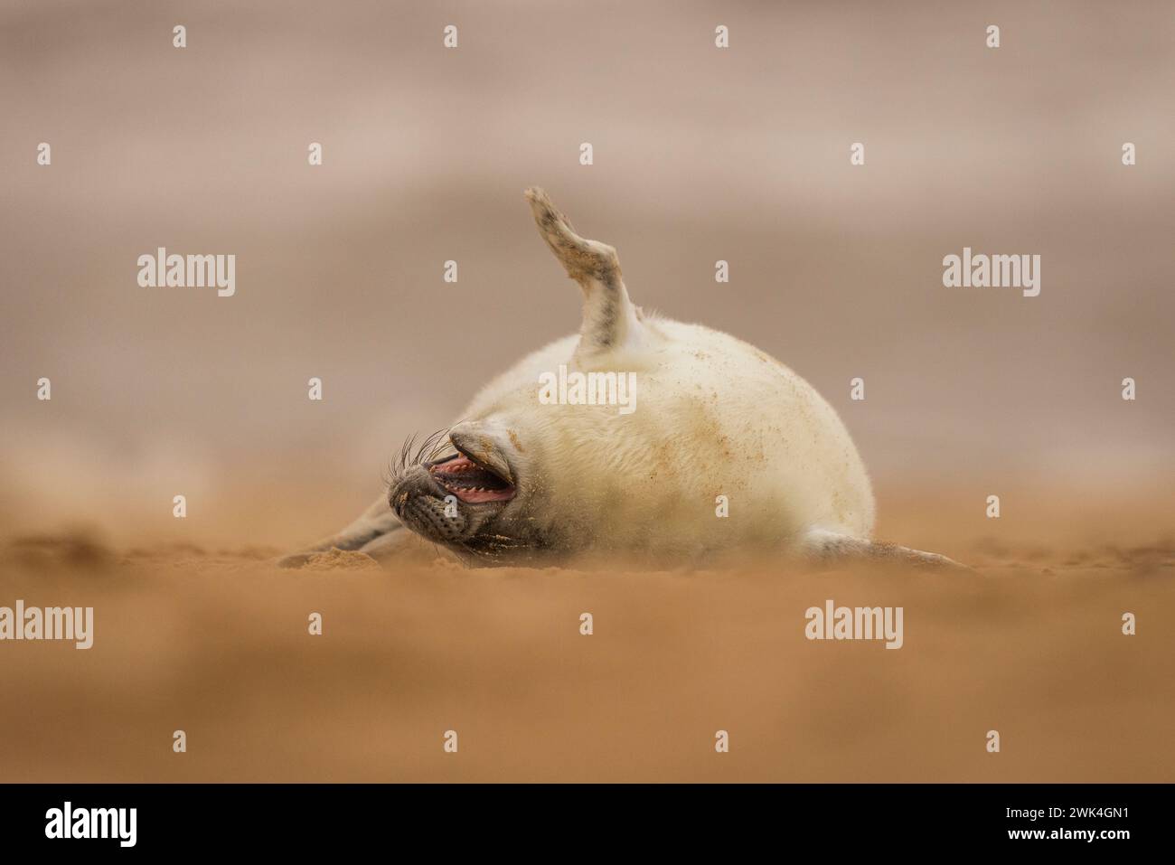 Grazioso cucciolo di Grey Seal su una spiaggia di Norfolk, Regno Unito. Foto Stock