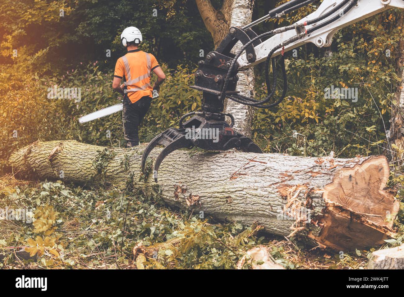 Arborista che taglia l'albero in pezzi con motosega a benzina Foto Stock