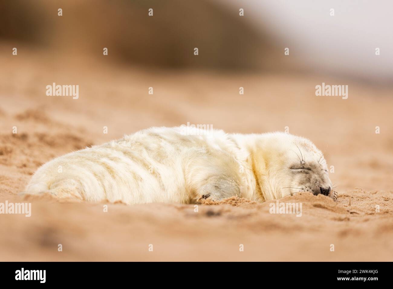 Grazioso cucciolo di Grey Seal su una spiaggia di Norfolk, Regno Unito. Foto Stock