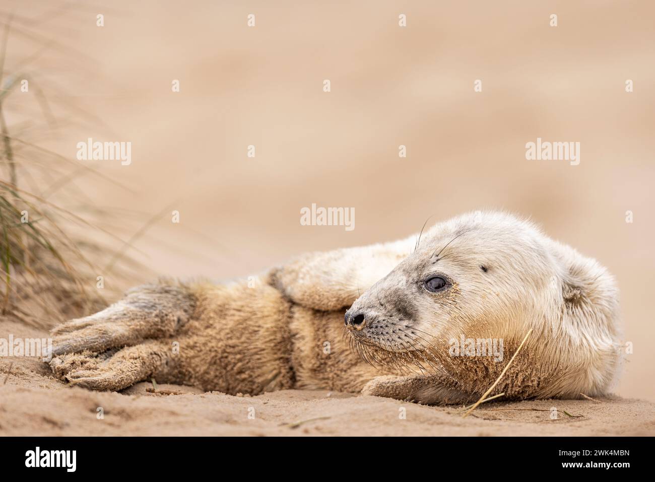 Grazioso cucciolo di Grey Seal su una spiaggia di Norfolk, Regno Unito. Foto Stock