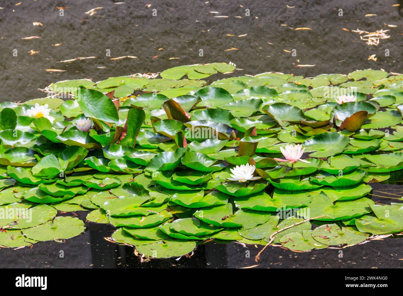 Bel giglio d'acqua (Nymphea) in un lago Foto Stock