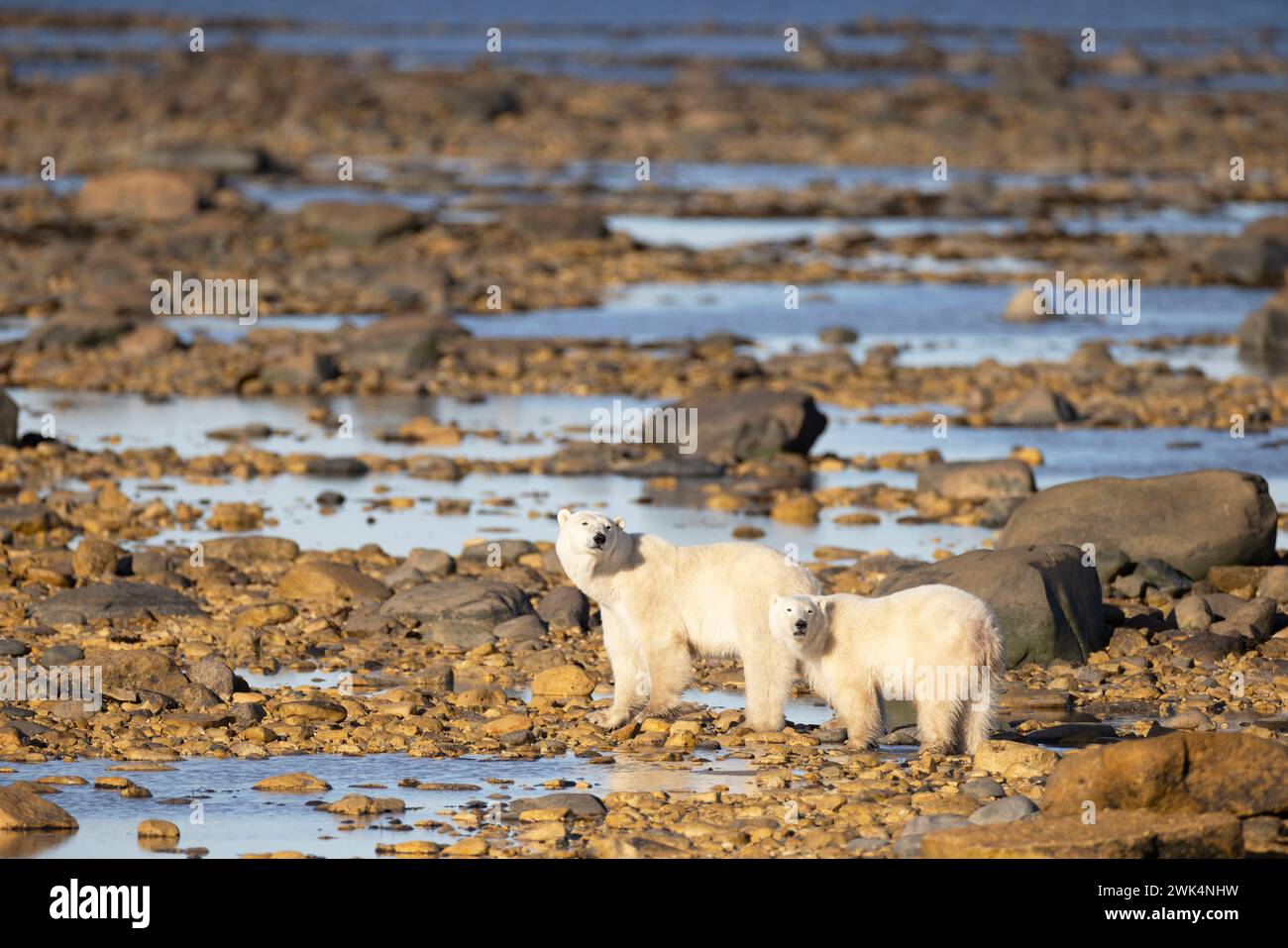Orso polare mamma e cucciolo in attesa che il mare si congeli Foto Stock