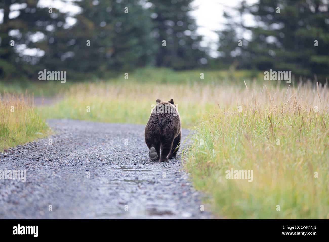 Orso bruno costiero sulla passeggiata Foto Stock