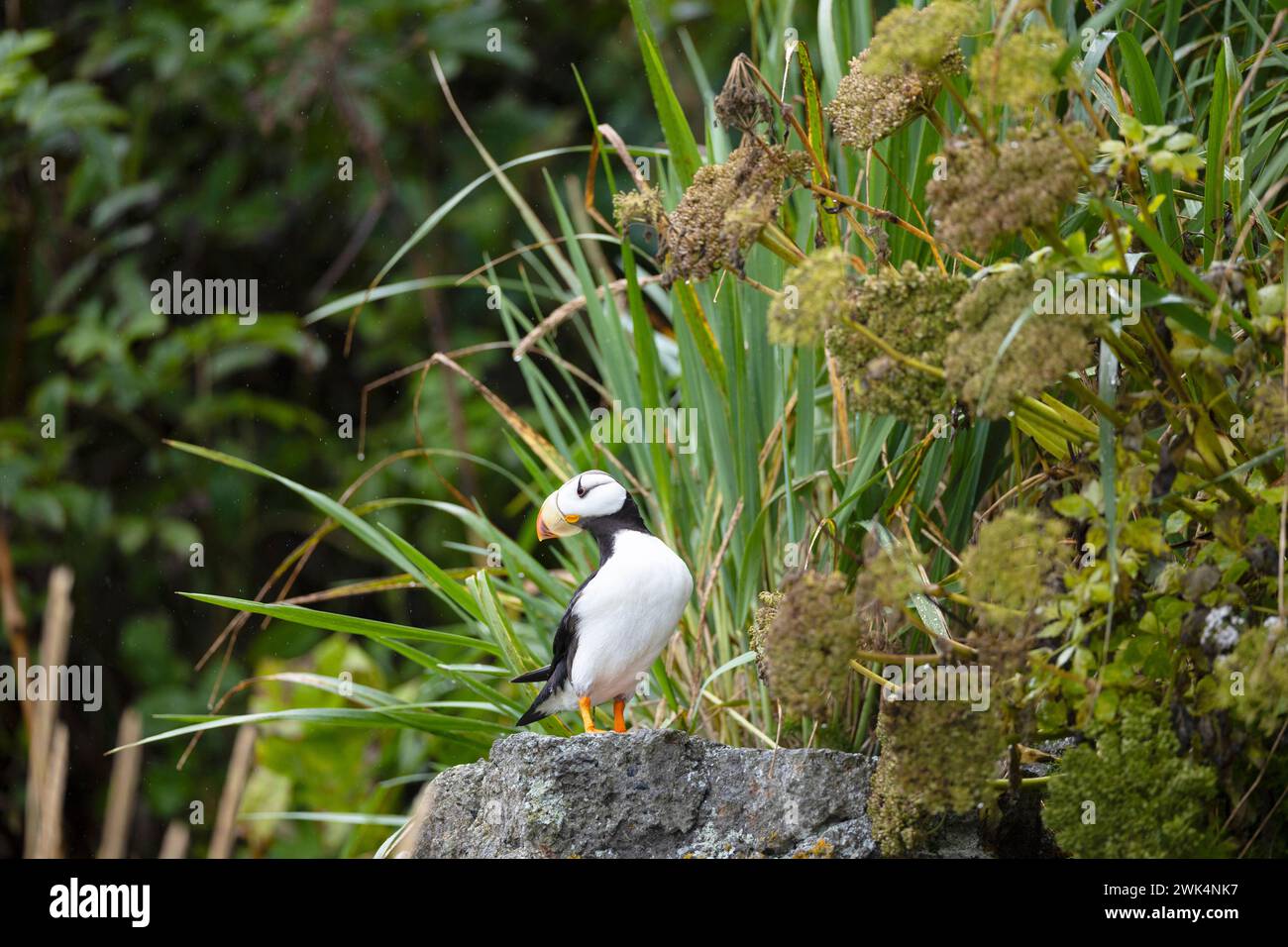 Puffin con corna a Duck Island in Alaska Foto Stock