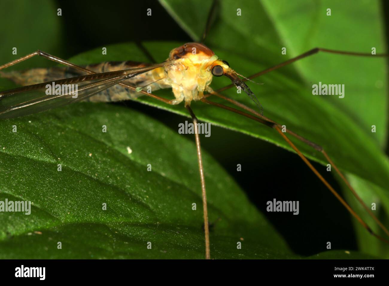 Cranefly comune (Leptotarsus sp.) Foto Stock