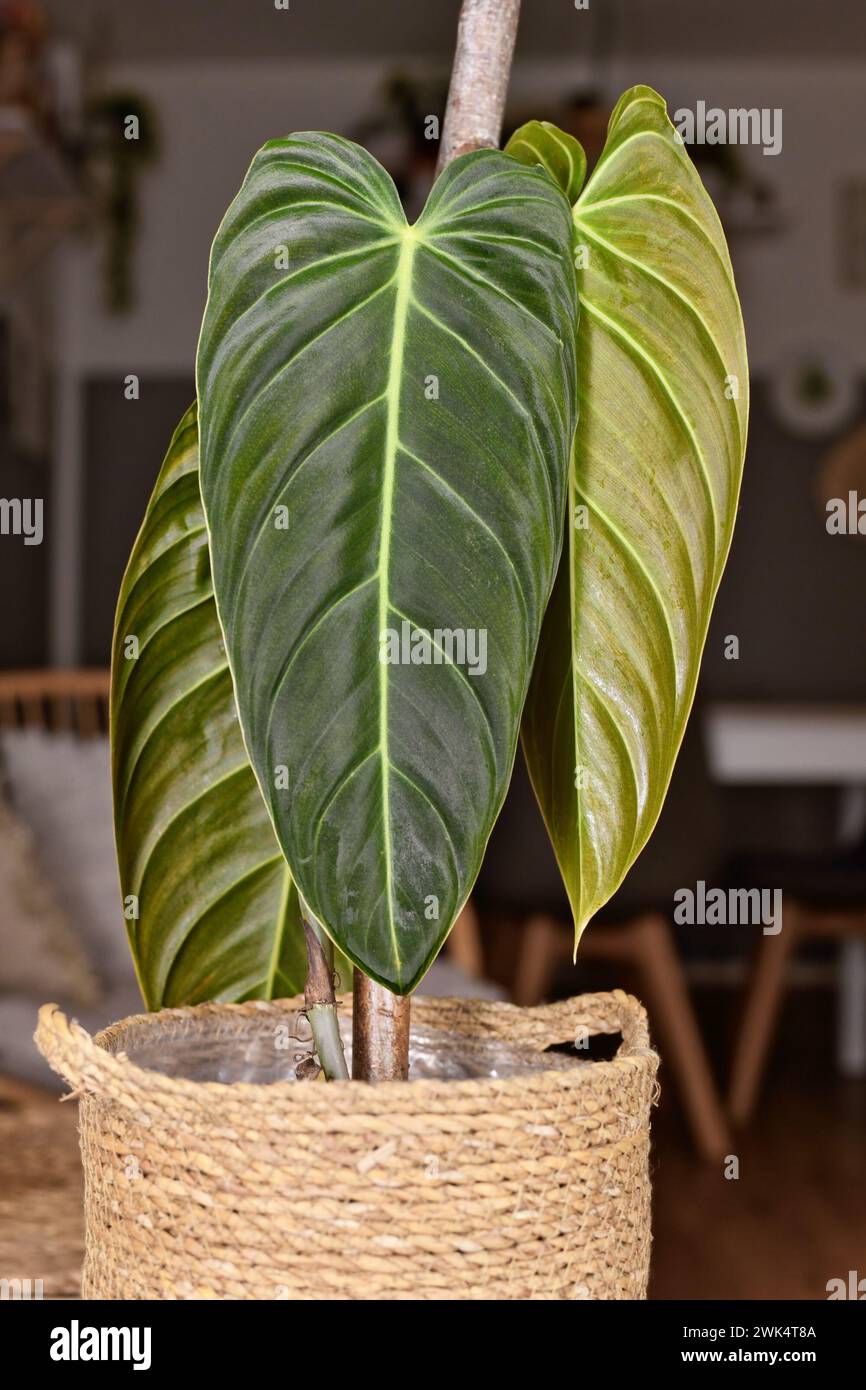 Esotica pianta di casa "Philodendron Melanochrysum" con lunghe foglie di velluto in vaso di fiori Foto Stock