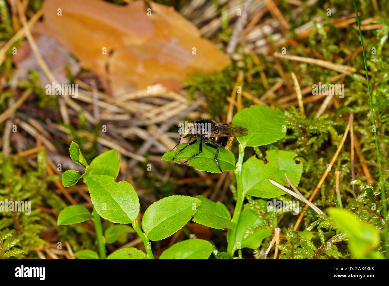 Volucella bombylans famiglia Syrphidae genere Volucella Bumble bee hover fly natura selvaggia insetti carta da parati, foto, fotografia Foto Stock