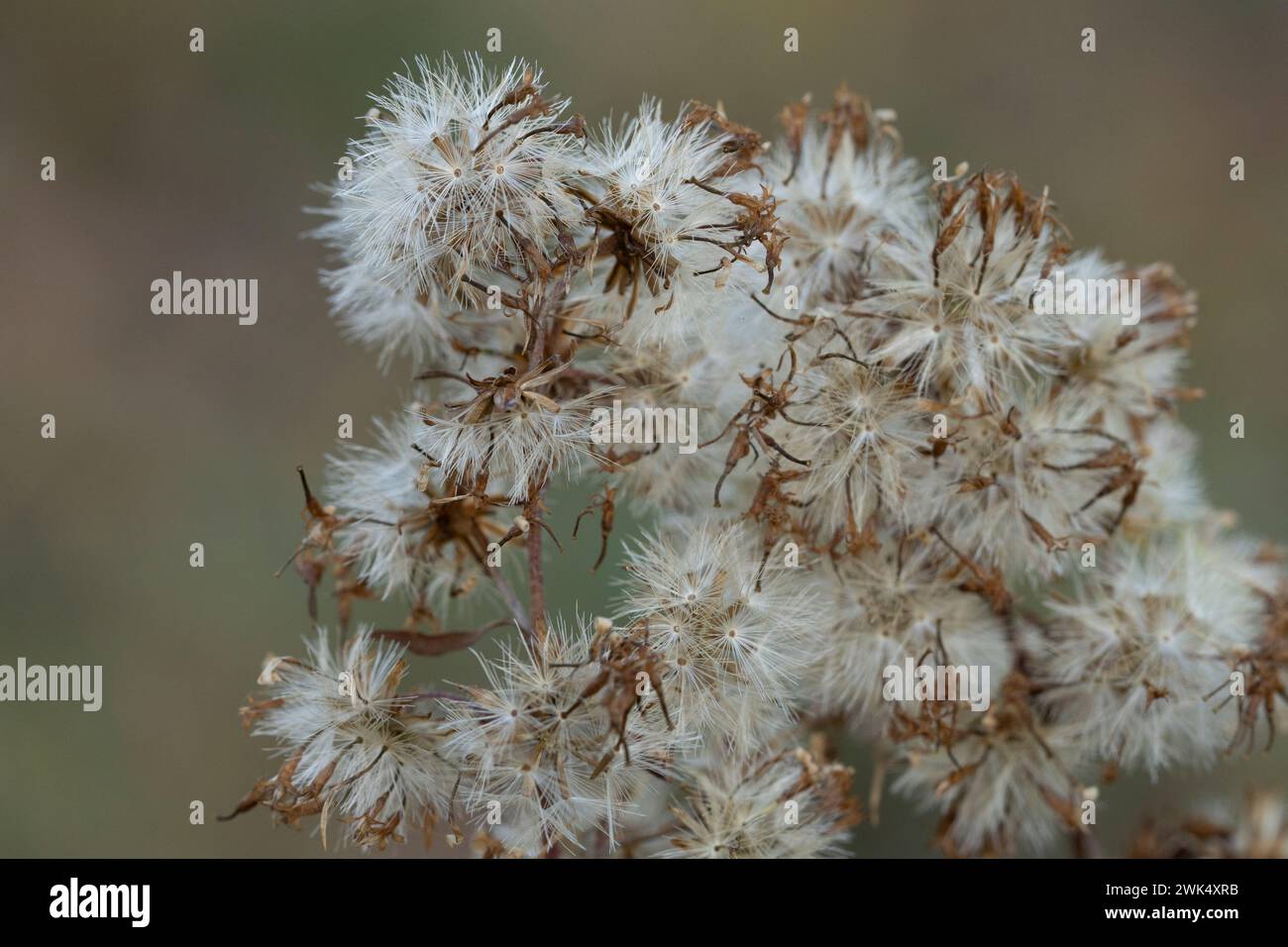 Fiori autunnali selvaggi - foto per la decorazione di design del soggiorno o della cucina Foto Stock