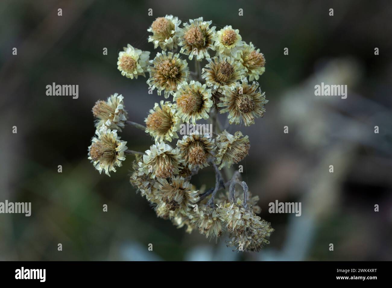 Fiori autunnali selvaggi - foto per la decorazione di design del soggiorno o della cucina Foto Stock