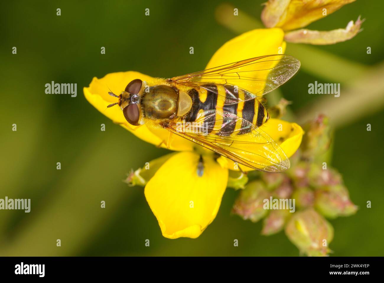 Syrphus ribesii famiglia Syrphidae genere Syrphus Flora comune natura insetti carta da parati, foto, fotografia Foto Stock