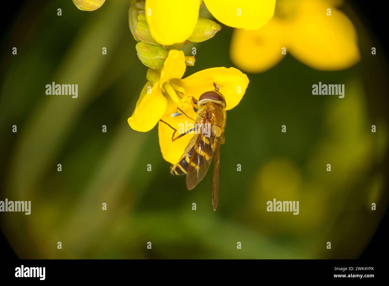 Syrphus ribesii famiglia Syrphidae genere Syrphus Flora comune natura insetti carta da parati, foto, fotografia Foto Stock