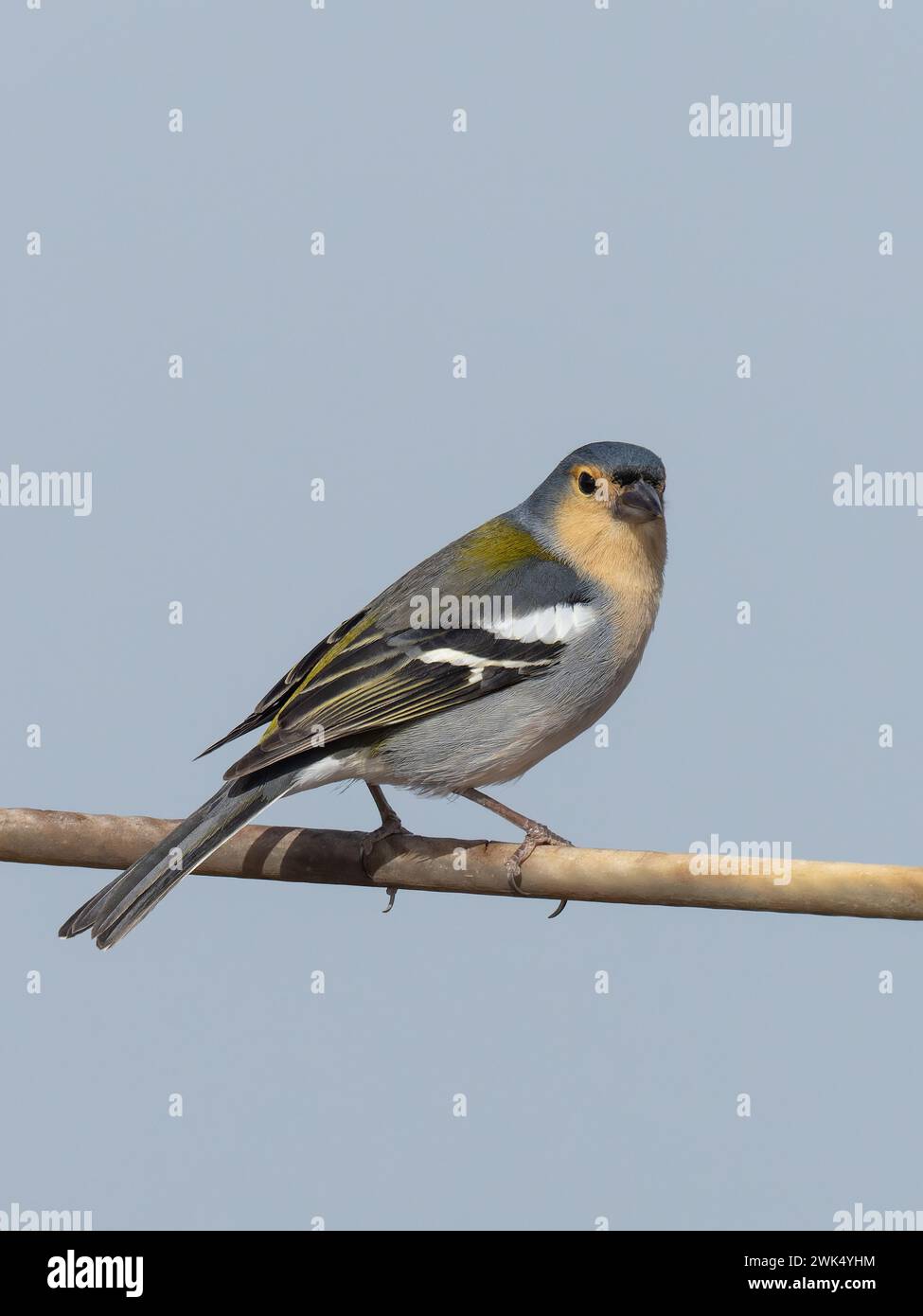 Uno zaffinch maschile di Madeira, Fringilla maderensis, endemico dell'isola di Madeira. Foto Stock