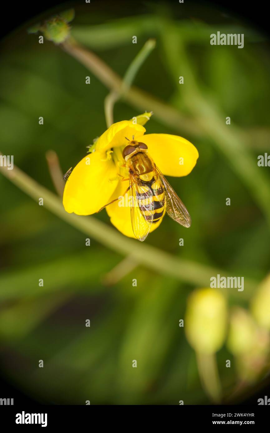 Syrphus ribesii famiglia Syrphidae genere Syrphus Flora comune natura insetti carta da parati, foto, fotografia Foto Stock