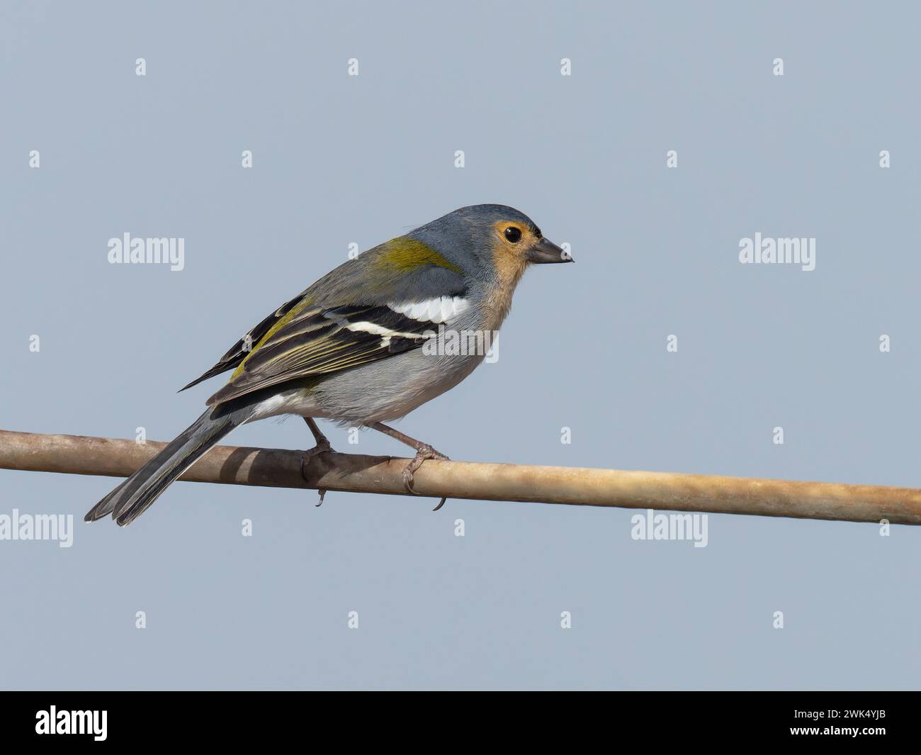 Uno zaffinch maschile di Madeira, Fringilla maderensis, endemico dell'isola di Madeira. Foto Stock