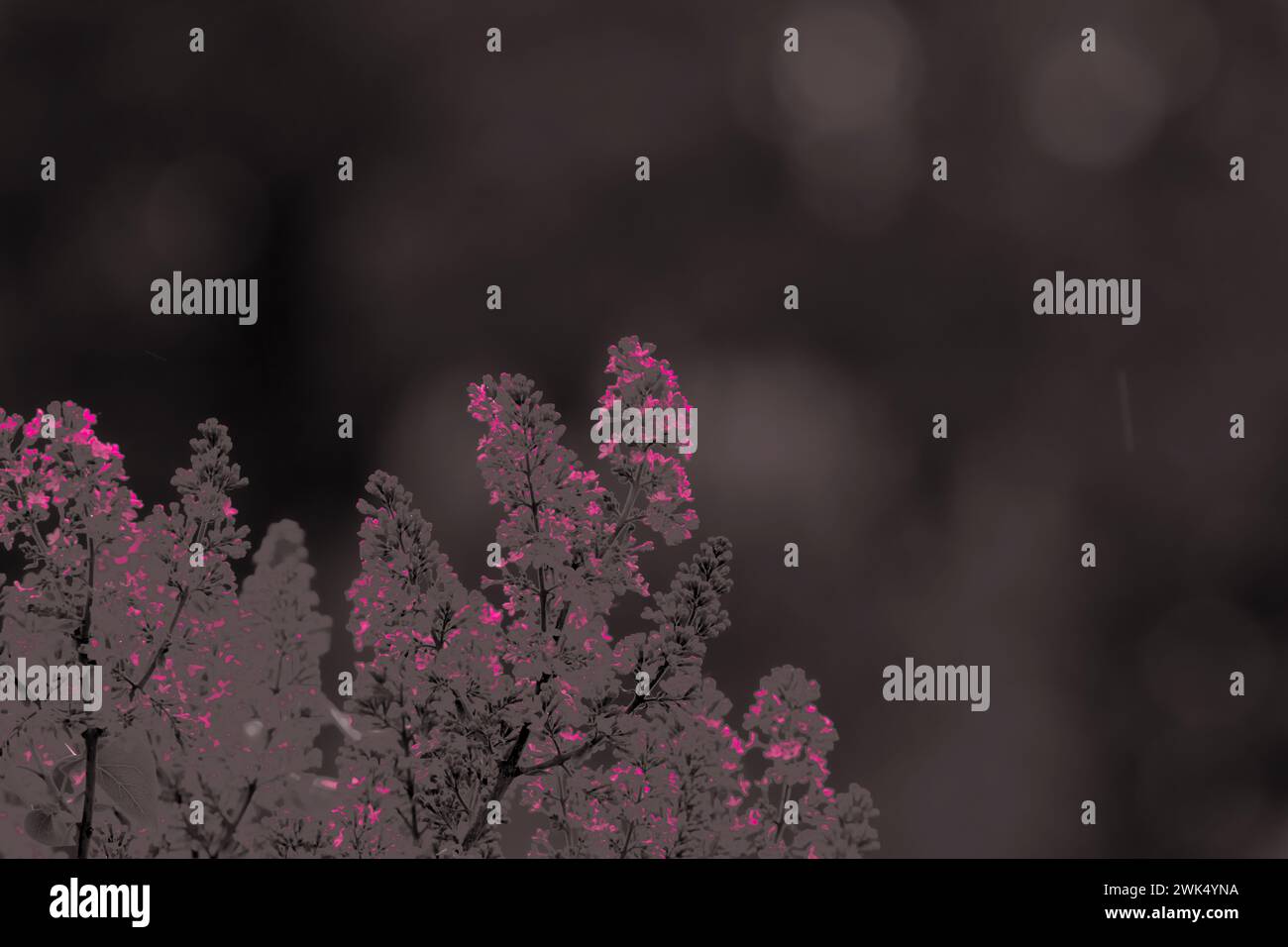 Lilac Tree in colori astratti - carta da parati floreale minimalista Foto Stock