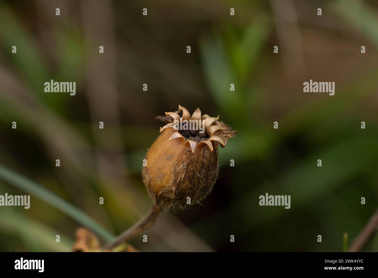 Fiori autunnali selvaggi - foto per la decorazione di design del soggiorno o della cucina Foto Stock