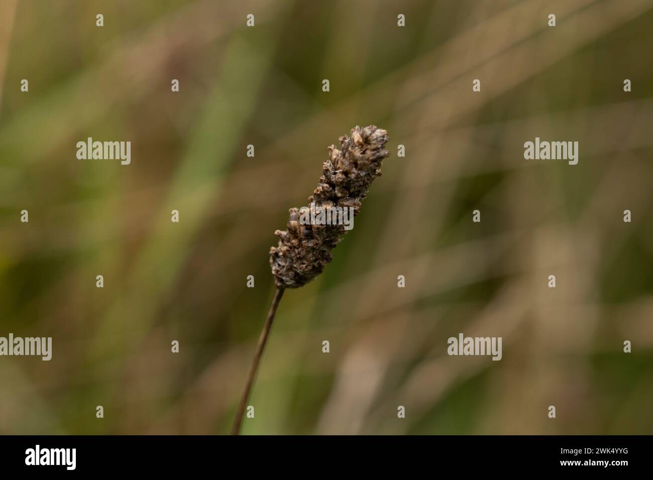 Fiori autunnali selvaggi - foto per la decorazione di design del soggiorno o della cucina Foto Stock