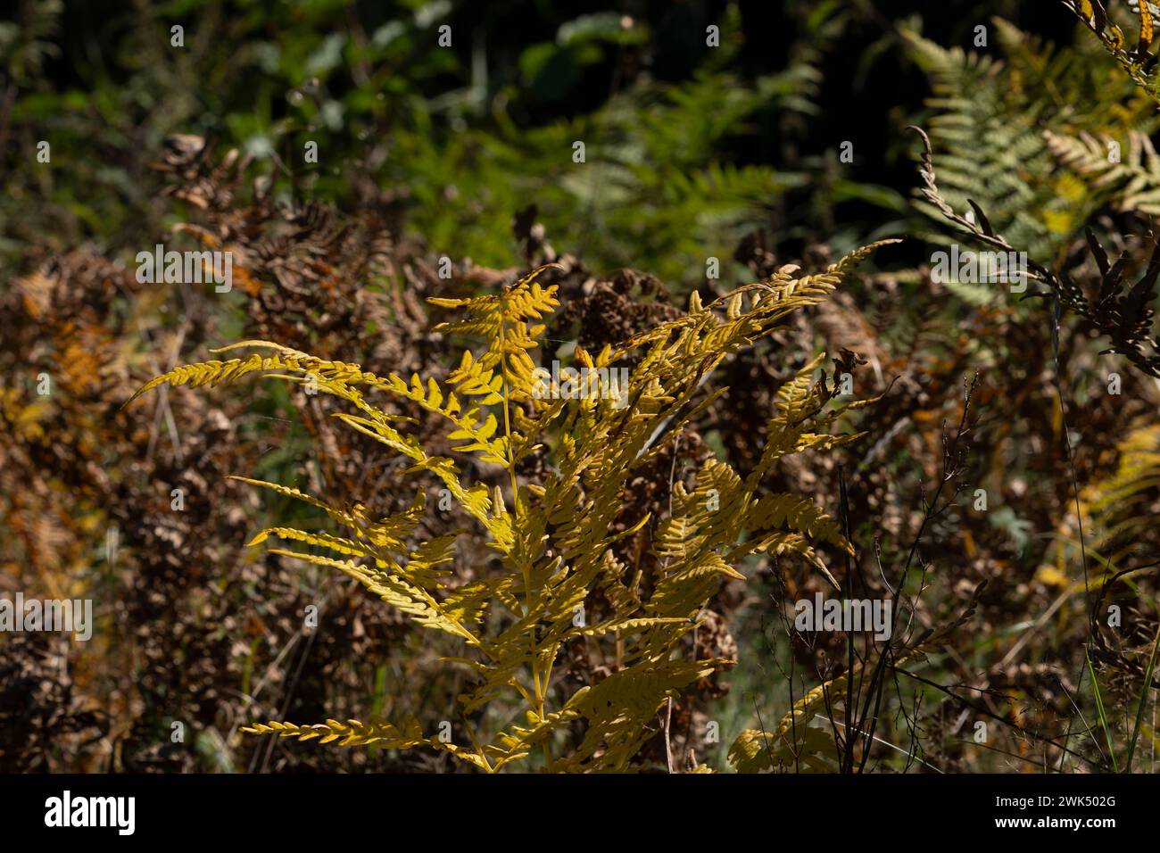 Fiori autunnali selvaggi - foto per la decorazione di design del soggiorno o della cucina Foto Stock