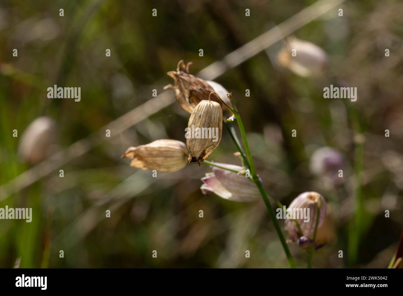 Fiori autunnali selvaggi - foto per la decorazione di design del soggiorno o della cucina Foto Stock