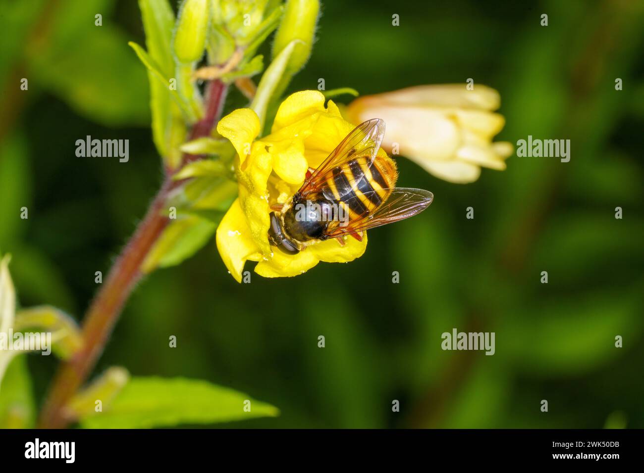 Sericomyia silentis famiglia Syrphidae genere Sericomyia Peat Hoverfly selvaggio insetti, carta da parati, foto, fotografia Foto Stock