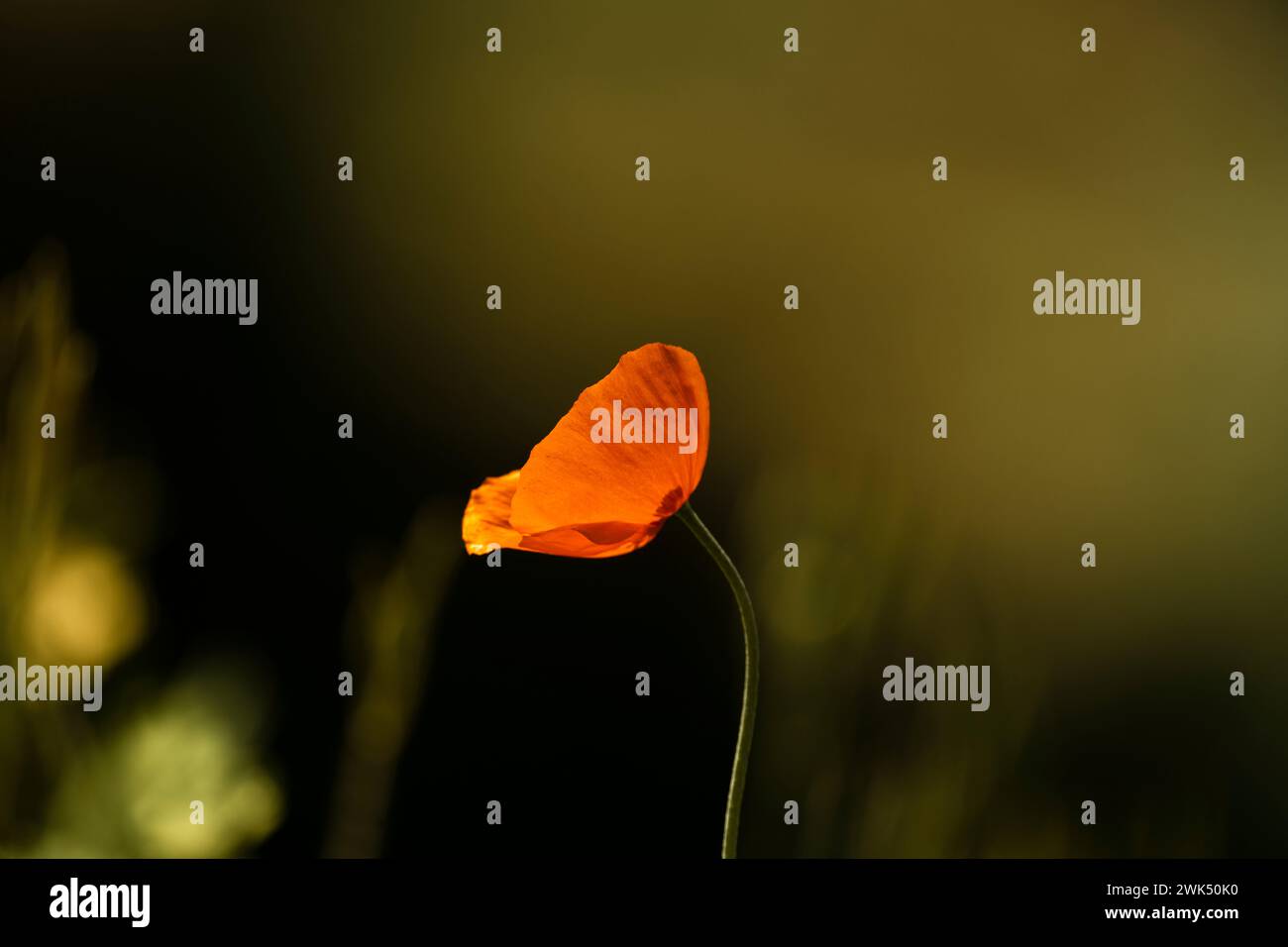 Immagine floreale minimalista - giovane fiore di papavero su sfondo solido Foto Stock