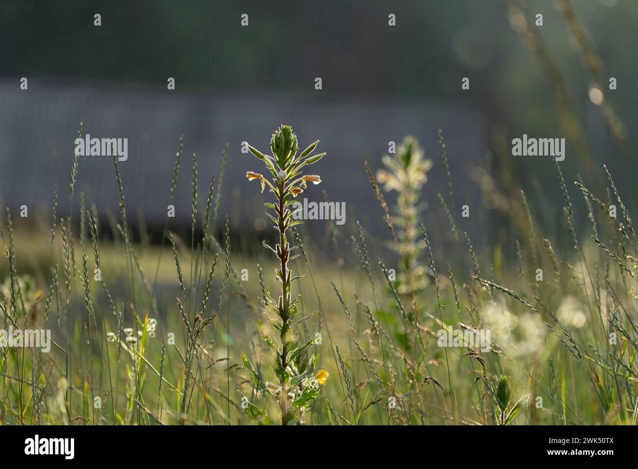 Prato selvaggio nell'area del villaggio - foto per la stampa del soggiorno o la carta da parati Foto Stock